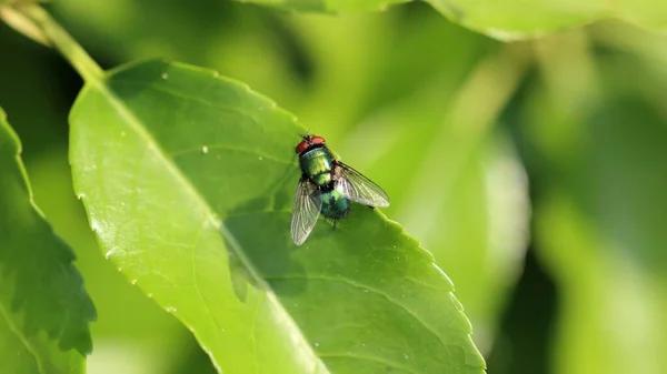 Primer Plano Una Mosca Insecto Descansando Sobre Hoja Con Fondo —  Fotos de Stock