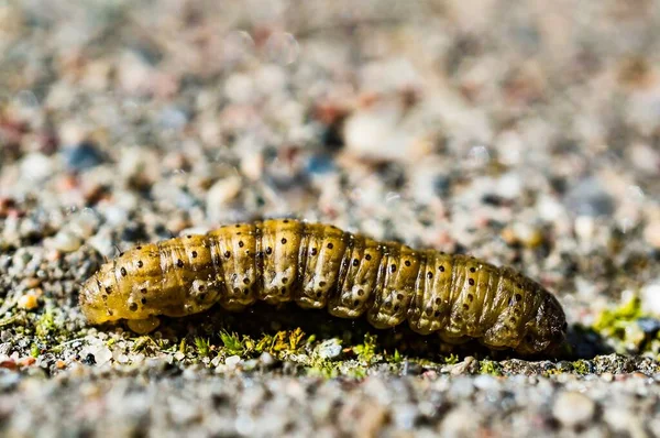 Een Soft Focus Shot Van Een Rups Met Kleine Zwarte — Stockfoto