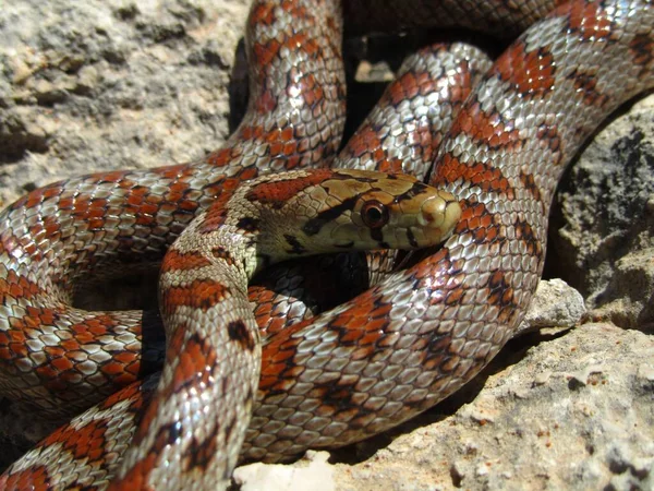 Primer Plano Una Serpiente Rata Europea Enrollada Sobre Piedras —  Fotos de Stock