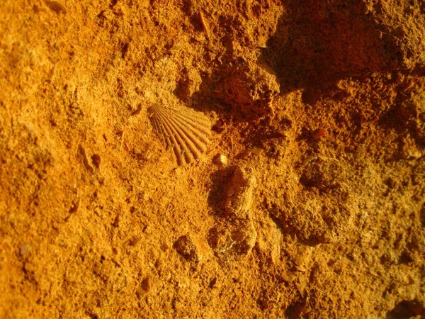 Gros Plan Fossile Coquille Sur Calcaire Jaunâtre Malte — Photo