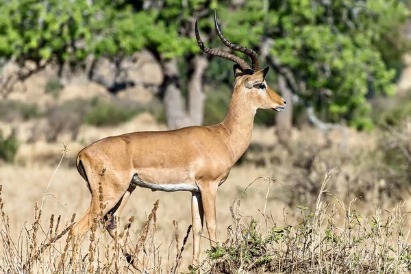 Vacker Bild Manlig Impala Fälten — Stockfoto