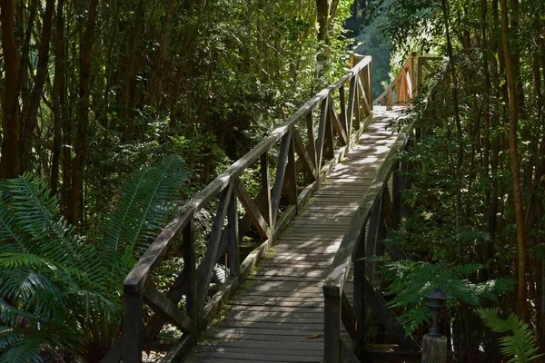 Een Prachtig Shot Van Een Houten Voetgangersbrug Omringd Door Bomen — Stockfoto