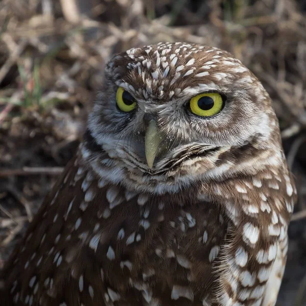 Detailní Záběr Krásné Burrowing Owl Mysu Coral Florida Rozmazaným Pozadím — Stock fotografie