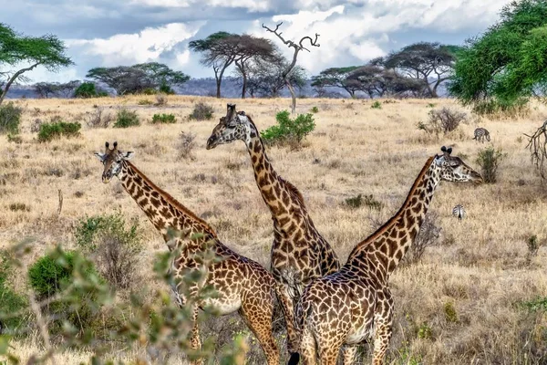 背景には木々と青空が広がる野原のかわいいキリン3匹の美しいショット — ストック写真