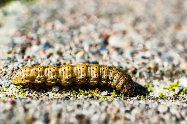 Larv Som Kryper Marken Dagtid — Stockfoto