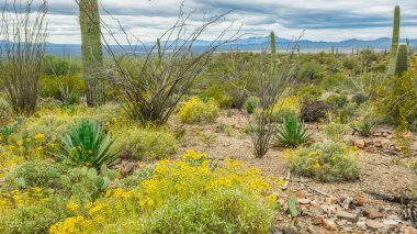 Scenes from the Sonoran Desert outside of Tucson Arizona including multiple types of cacti and desert wildflowers. clipart