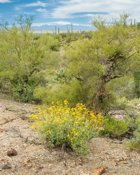 Sceny Pustyni Sonoran Poza Tucson Arizona Tym Wiele Rodzajów Kaktusów — Zdjęcie stockowe