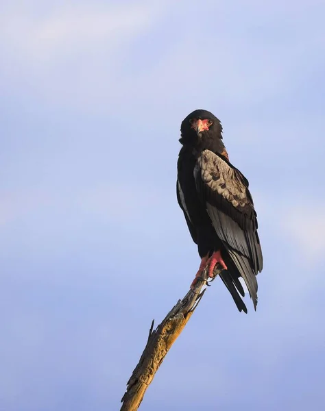 在肯尼亚非洲的蓝天上 一只巴特勒鹰在树枝上直勾勾地看着摄像机的垂直图像 — 图库照片