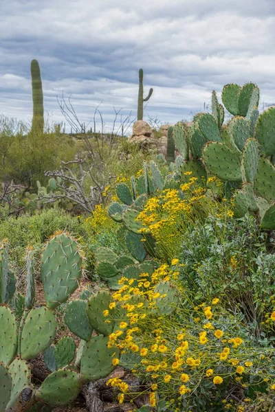 Escenas Del Desierto Sonora Fuera Tucson Arizona Incluyendo Múltiples Tipos —  Fotos de Stock