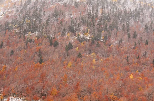 První Sníh Podzimním Lese Barevnou Paletou — Stock fotografie