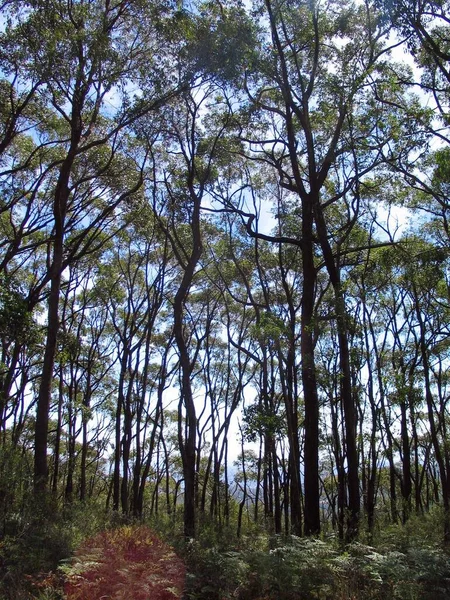 Вертикальный Снимок Леса Высокими Деревьями Австралии — стоковое фото