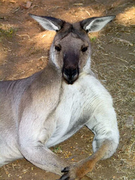 Ett Vertikalt Skott Känguru Som Ligger Marken Australien — Stockfoto