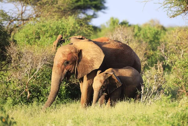 Deux Éléphants Côté Autre Entourés Arbres Dans Parc National Tsavo — Photo