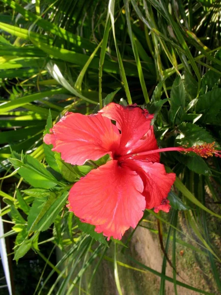 Plano Vertical Una Flor Roja Bora Bora Polinesia Francesa — Foto de Stock
