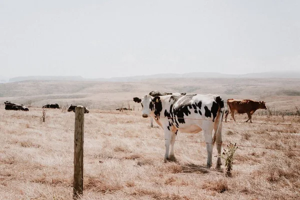 Çayırda Kuru Otlarla Duran Siyah Beyaz Bir Inek — Stok fotoğraf