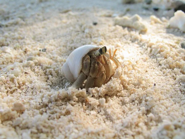 붕아에 모래에 선별적으로 집중시키는 장면이었습니다 프랑스령 폴리네시아 — 스톡 사진