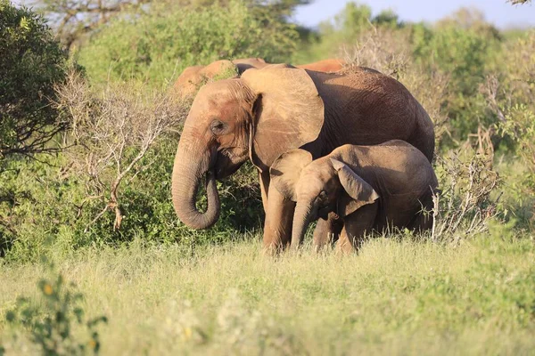 Deux Éléphants Debout Côté Autre Dans Parc National Tsavo East — Photo