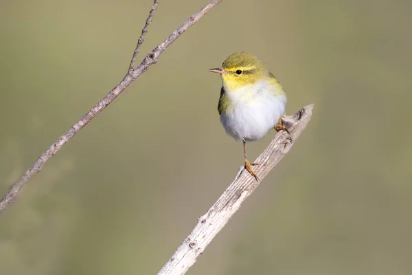 Trä Sångare Phylloscopus Sibilatrix Våren Migration Stannar Över Ghadira Naturreservat — Stockfoto