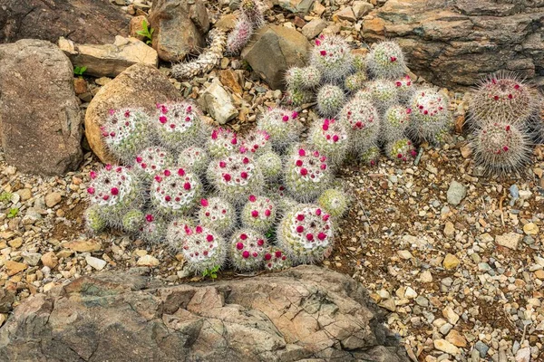 Cenas Deserto Sonoran Fora Tucson Arizona Incluindo Vários Tipos Cactos — Fotografia de Stock