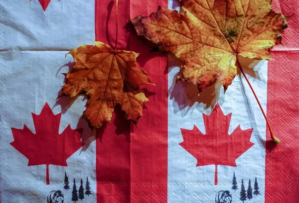 加拿大国旗 有褐色枫叶 — 图库照片