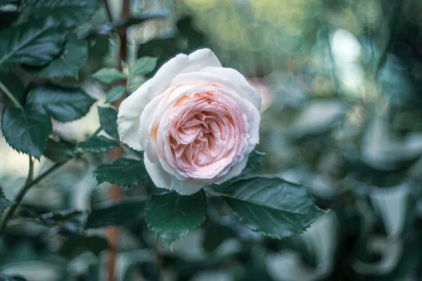 Крупним Планом Знімок Білої Красивої Троянди Розмитим Тлом — стокове фото