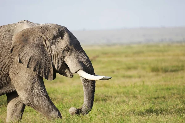 Éléphant Marche Sur Champ Vert Dans Parc National Amboseli Kenya — Photo