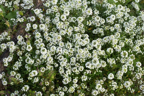 Zoete Alyssum Lobularia Maritima Witte Bloeiwijzen Tapijt Een Zandduin Ghadira — Stockfoto