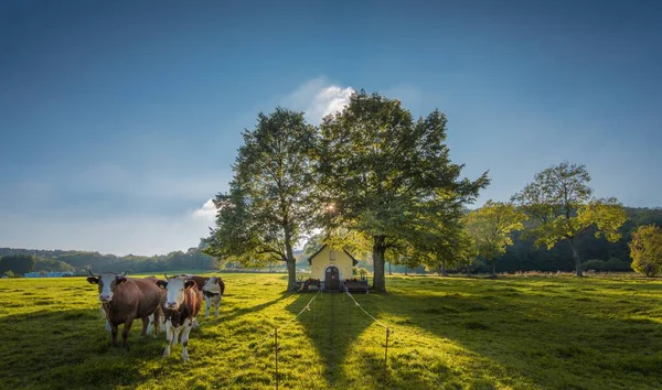 Les Vaches Pâturent Dans Prairie Verte Par Une Journée Ensoleillée — Photo