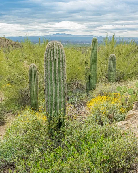 Escenas Del Desierto Sonora Fuera Tucson Arizona Incluyendo Múltiples Tipos —  Fotos de Stock