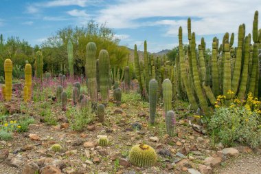 Scenes from the Sonoran Desert outside of Tucson Arizona including multiple types of cacti and desert wildflowers. clipart