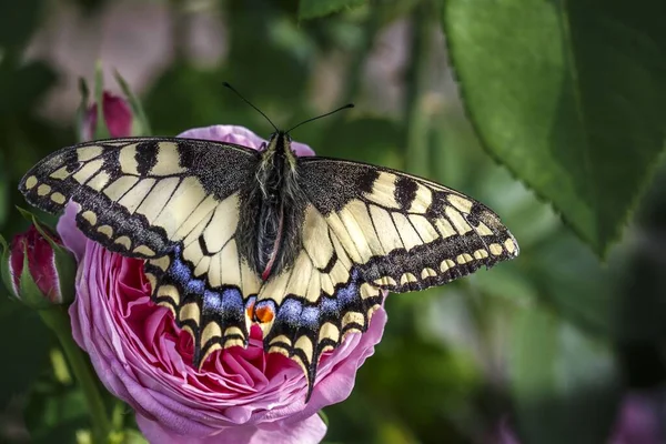 Ένα Κοντινό Πλάνο Μιας Πεταλούδας Φτερά Της Ανοιχτά Ένα Ροζ — Φωτογραφία Αρχείου