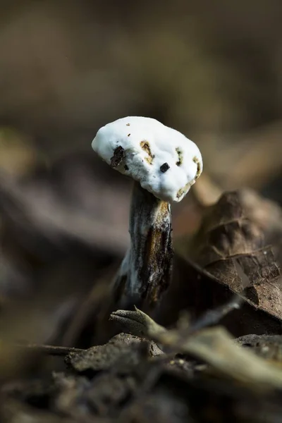 Pasożytniczy Grzyb Ascomycete Zaatakował Mały Grzyb Bolete Pokrywający Jego Pileus — Zdjęcie stockowe