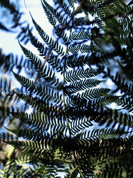 オーストラリアのブルーマウンテンでの緑の植物の垂直ショット — ストック写真