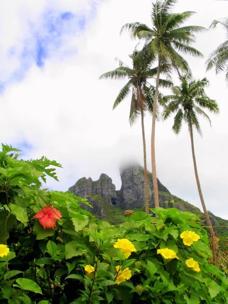 Eine Vertikale Aufnahme Von Blumen Der Nähe Von Palmen Bora — Stockfoto