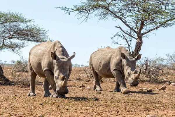 Two Rhinoceros Walking Field Clear Blue Sky Background — Stock Photo, Image