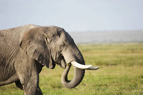 Een Olifant Lopend Een Groen Veld Amboseli Nationalpark Kenia — Stockfoto