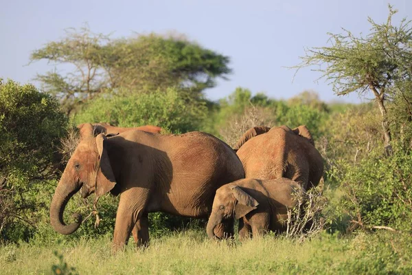 Plusieurs Éléphants Debout Côté Autre Sur Champ Vert Kenya Afrique — Photo