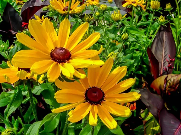 Eine Selektive Fokusaufnahme Einer Schönen Black Eyed Susan Blume Garten — Stockfoto