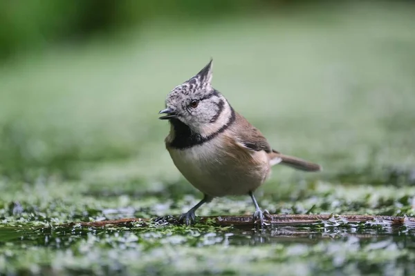 European Crested Tit Stands Branch Swamp — 图库照片