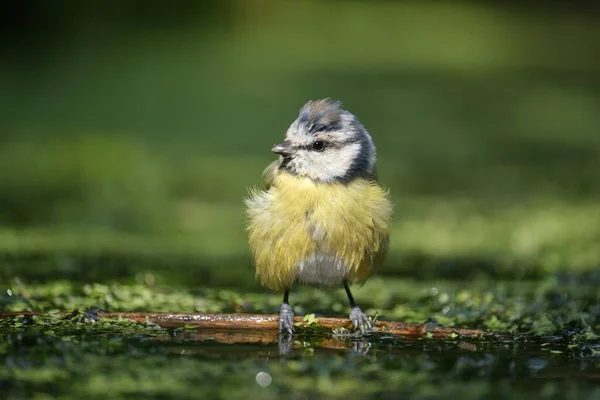 Cute Young Blue Tit Sits Branch Water — Zdjęcie stockowe