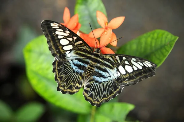 Louis États Unis Avril 2013 Papillon Tondeuse Sur Une Plante — Photo