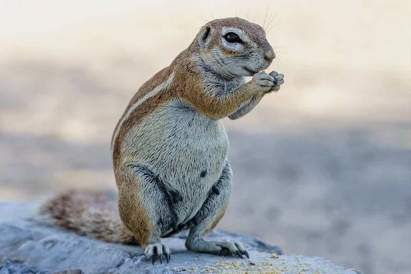 Ardilla Tierra Comiendo Una Nuez — Foto de Stock