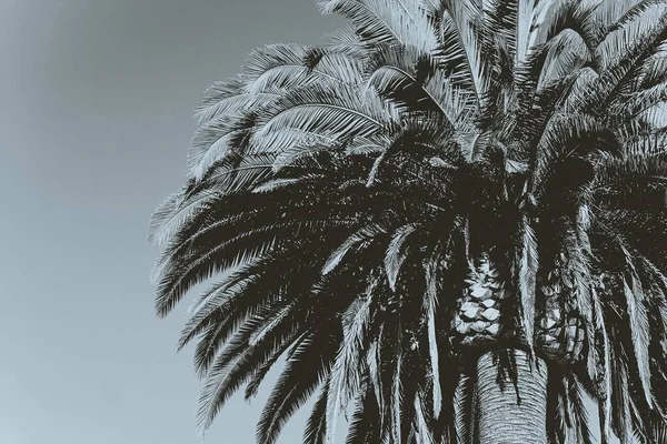加州一棵美丽棕榈树的灰度特写照片 — 图库照片