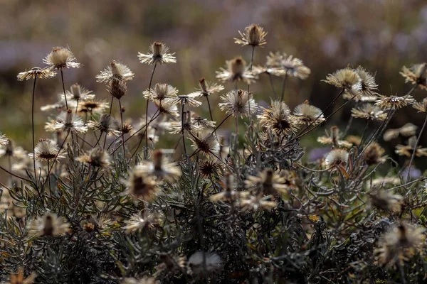 Podświetlone Suszone Kwiaty Wschodniego Phagnalon Phagnalon Graecum Ssp Ginzbergi Środowisku — Zdjęcie stockowe
