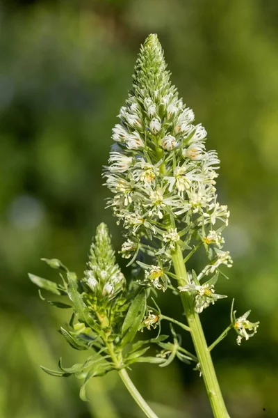 Två Raceme Blomstã Llningar Med Vita Blommor Vit Mignonette Upprã — Stockfoto