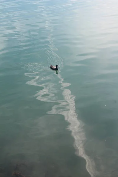 Ângulo Alto Vertical Disparado Pato Nadando Lago Azul Calmo — Fotografia de Stock