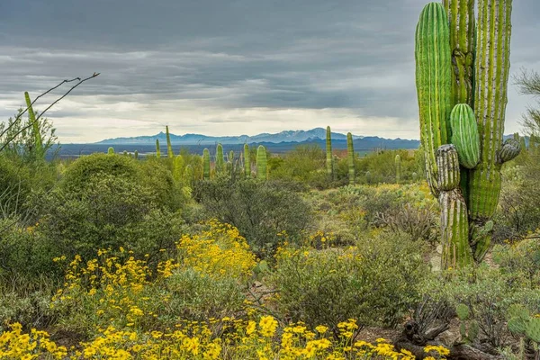 Escenas Del Desierto Sonora Fuera Tucson Arizona Incluyendo Múltiples Tipos —  Fotos de Stock