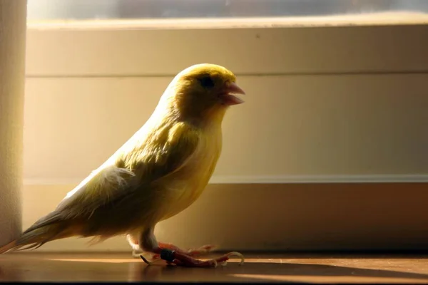 Tiro Close Pássaro Amarelo — Fotografia de Stock