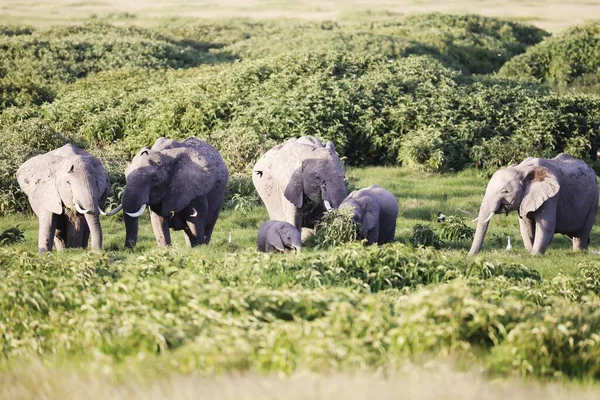 Uma Manada Elefantes Pastando Parque Nacional Amboseli Quênia África — Fotografia de Stock