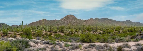 亚利桑那州图森市以外的索诺兰沙漠场景 包括多种仙人掌和沙漠野花 — 图库照片